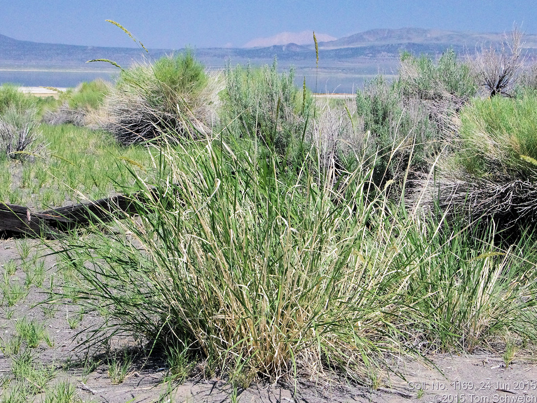 Poaceae Elymus cinerarius
