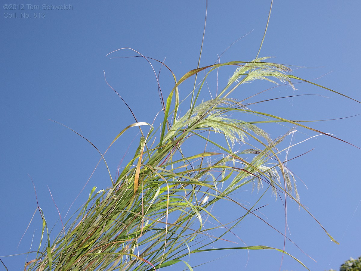 Poaceae Stipa miliacea miliacea