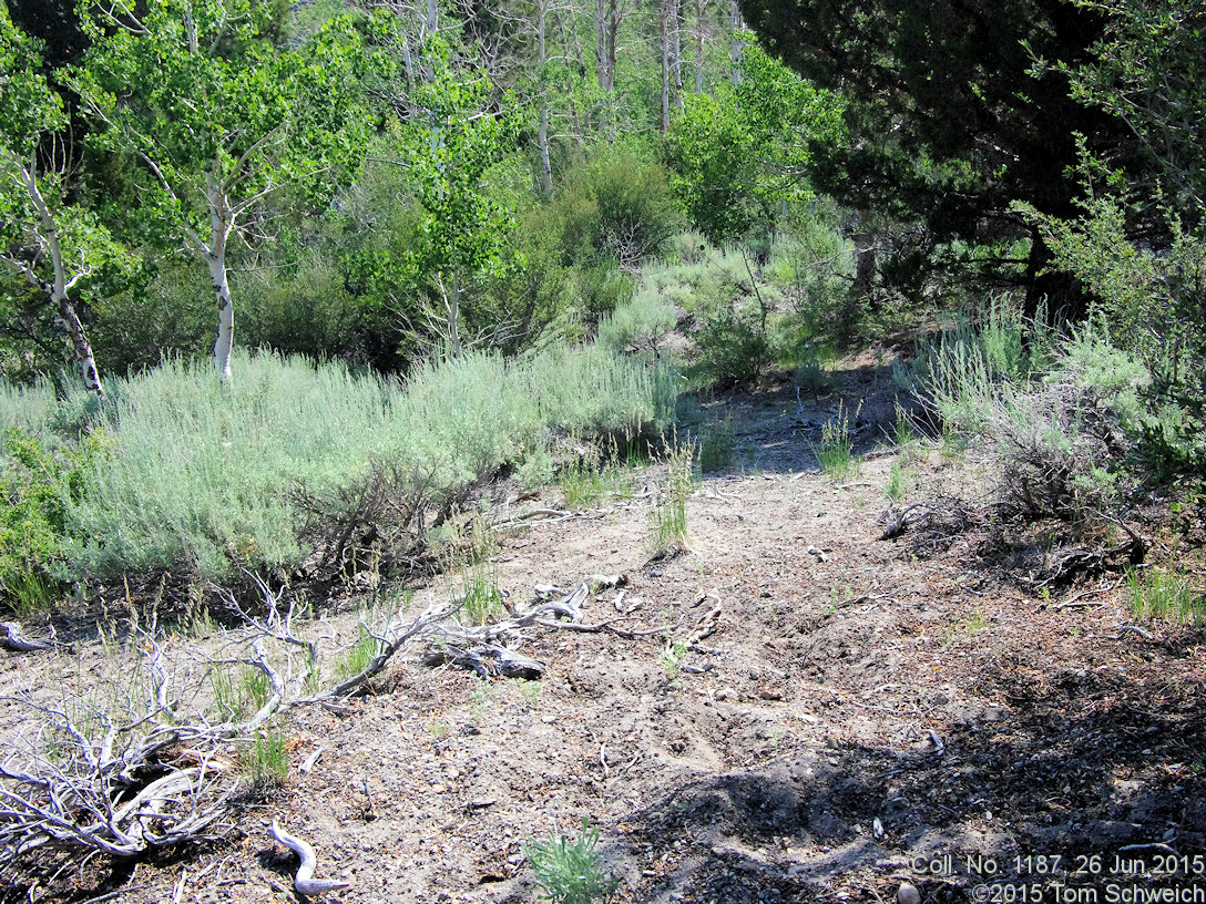 Poaceae Melica stricta