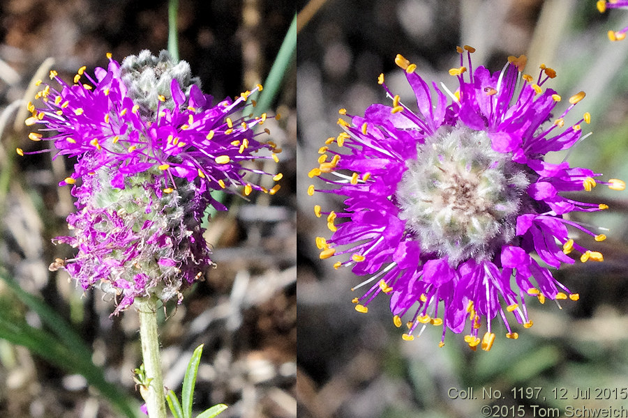 Fabaceae Dalea purpurea