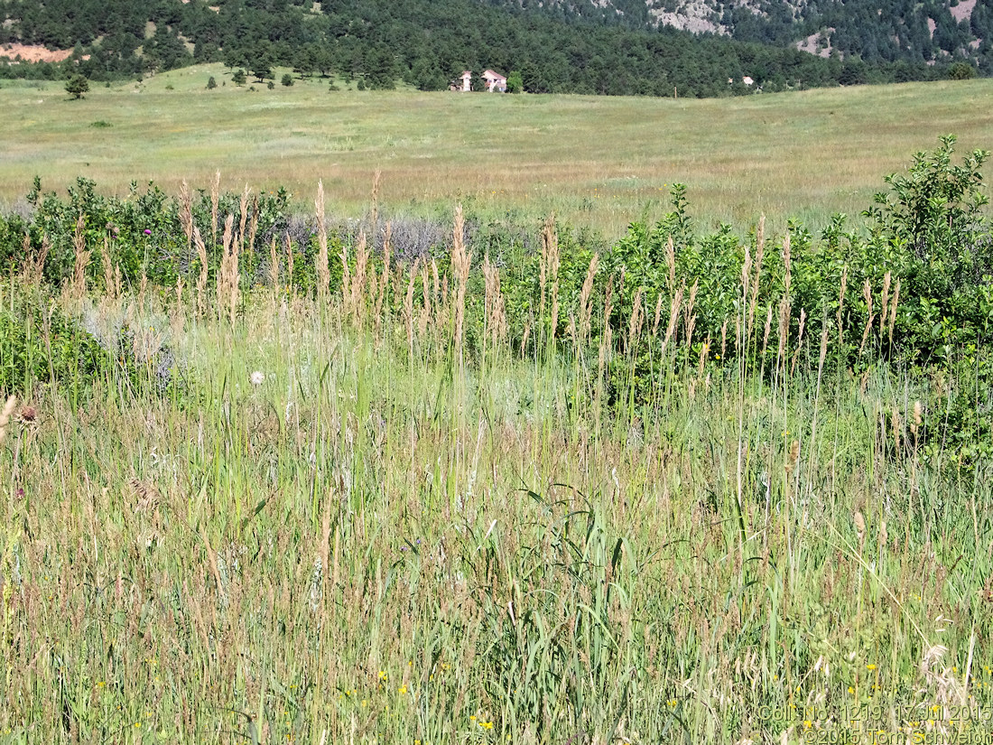 Poaceae Bromus inermis