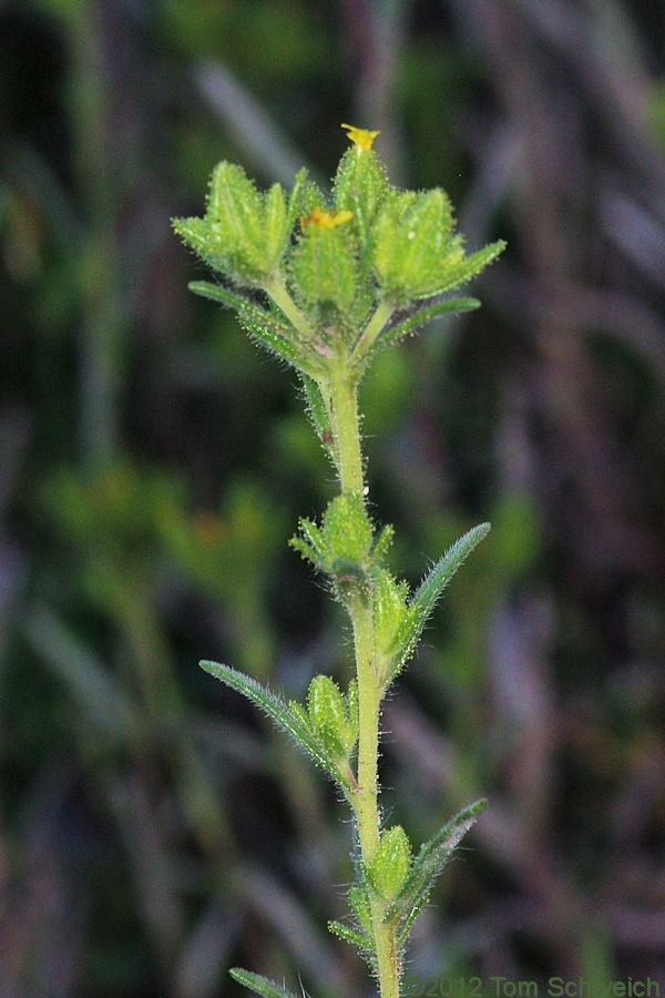Asteraceae Madia glomerata