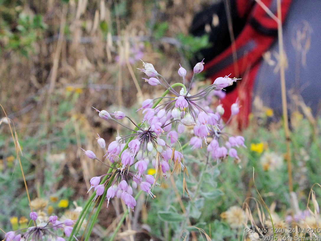 Alliaceae Allium cernuum