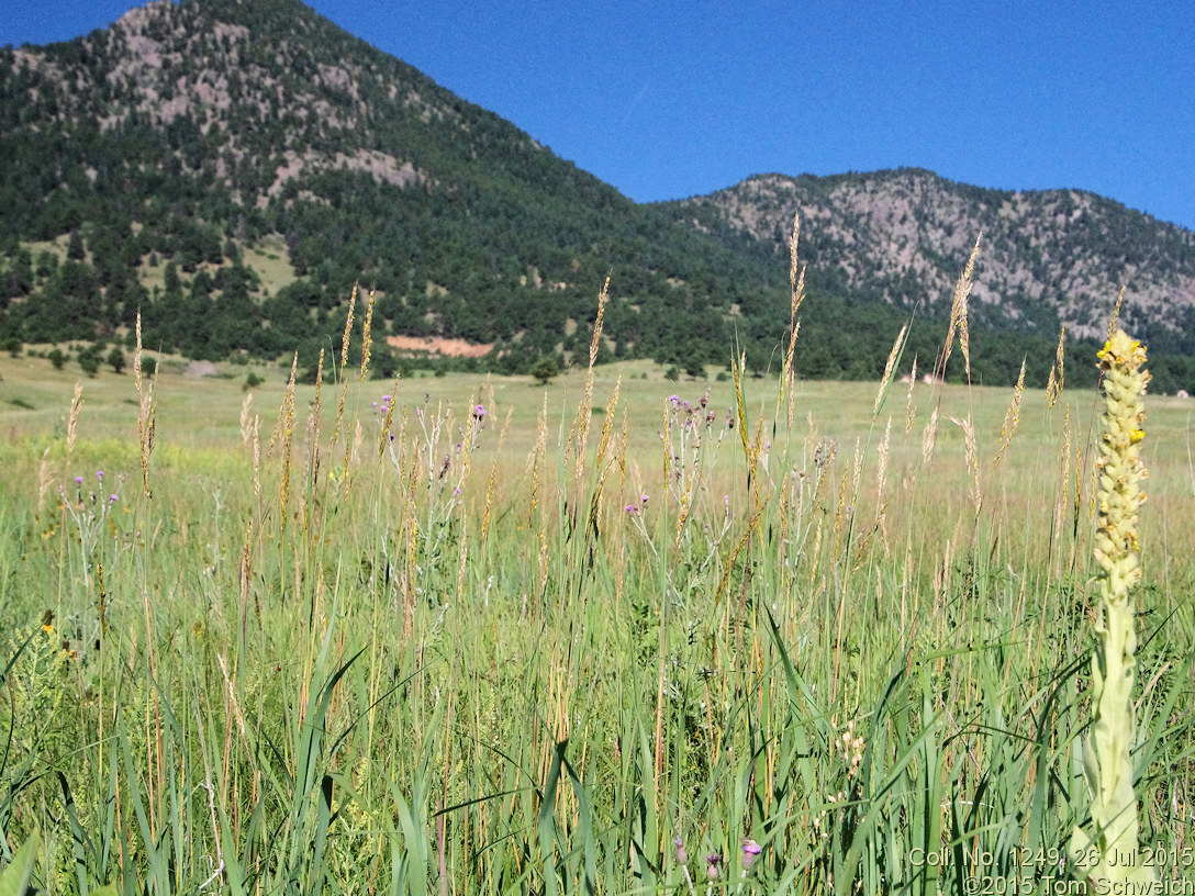 Poaceae Sorghastrum nutans