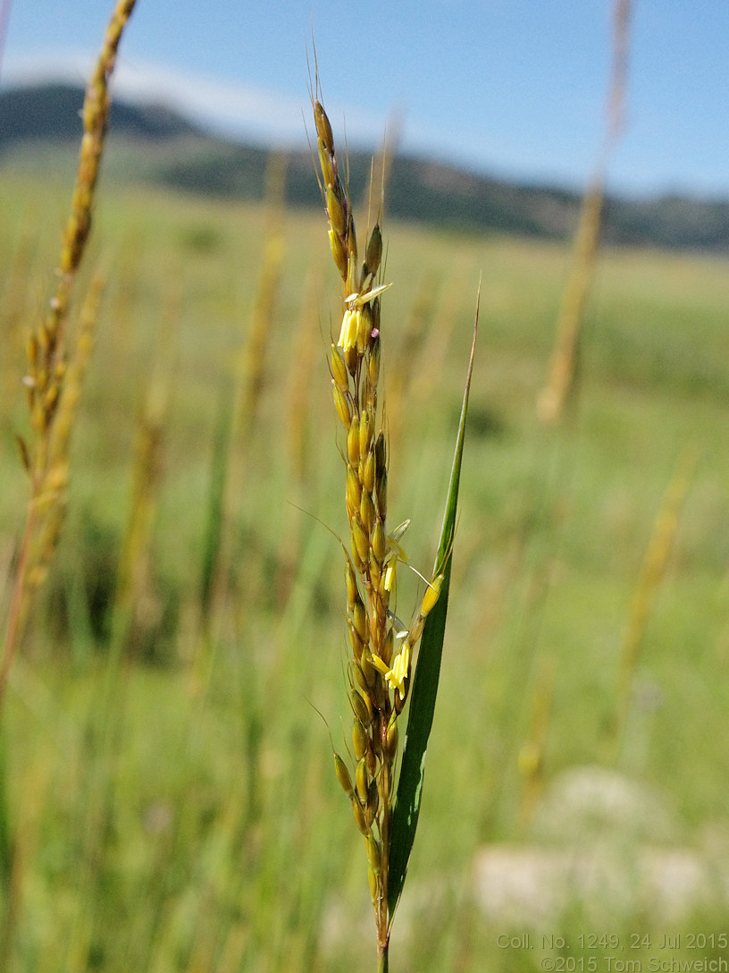 Poaceae Sorghastrum nutans