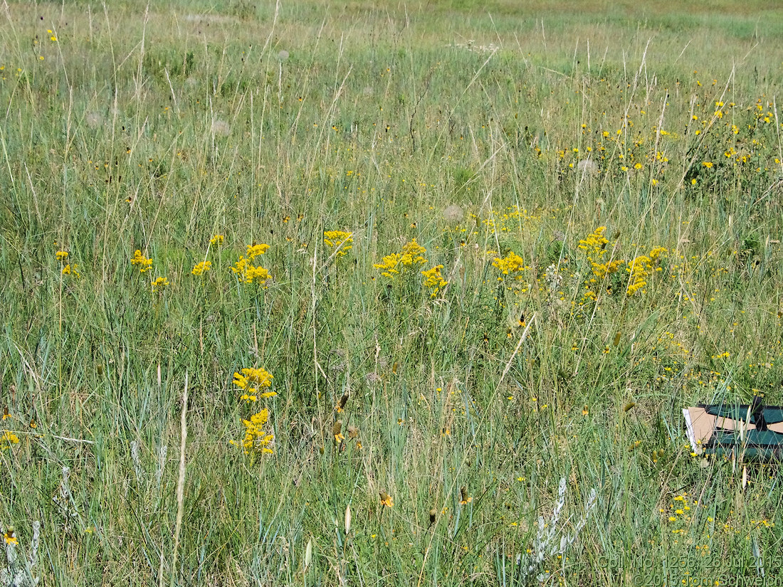 Asteraceae Solidago missouriensis