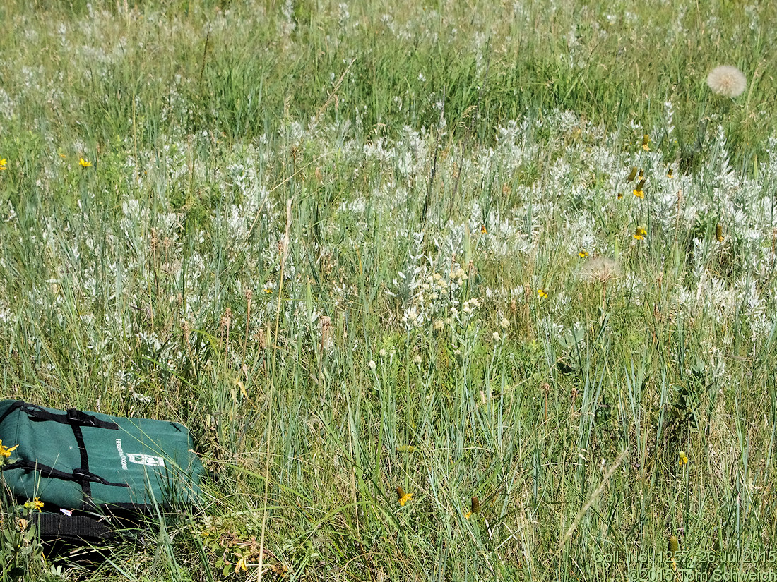 Asteraceae Pseudognaphalium macounii