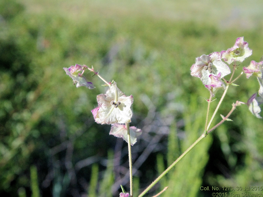 Nyctaginaceae Mirabilis linearis