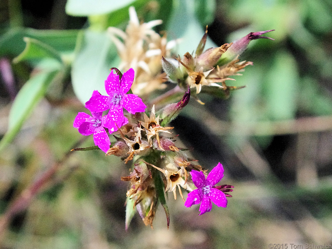 Caryophyllaceae Dianthus armeria