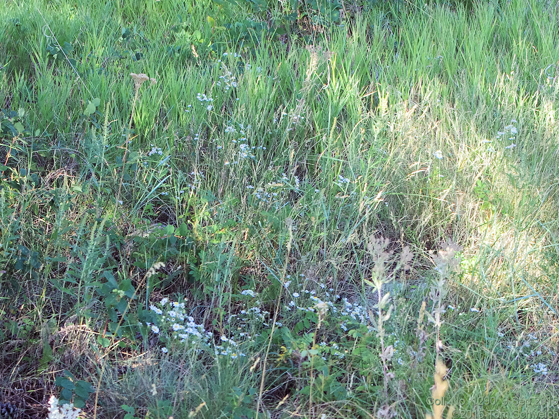 Asteraceae Symphyotrichum porteri