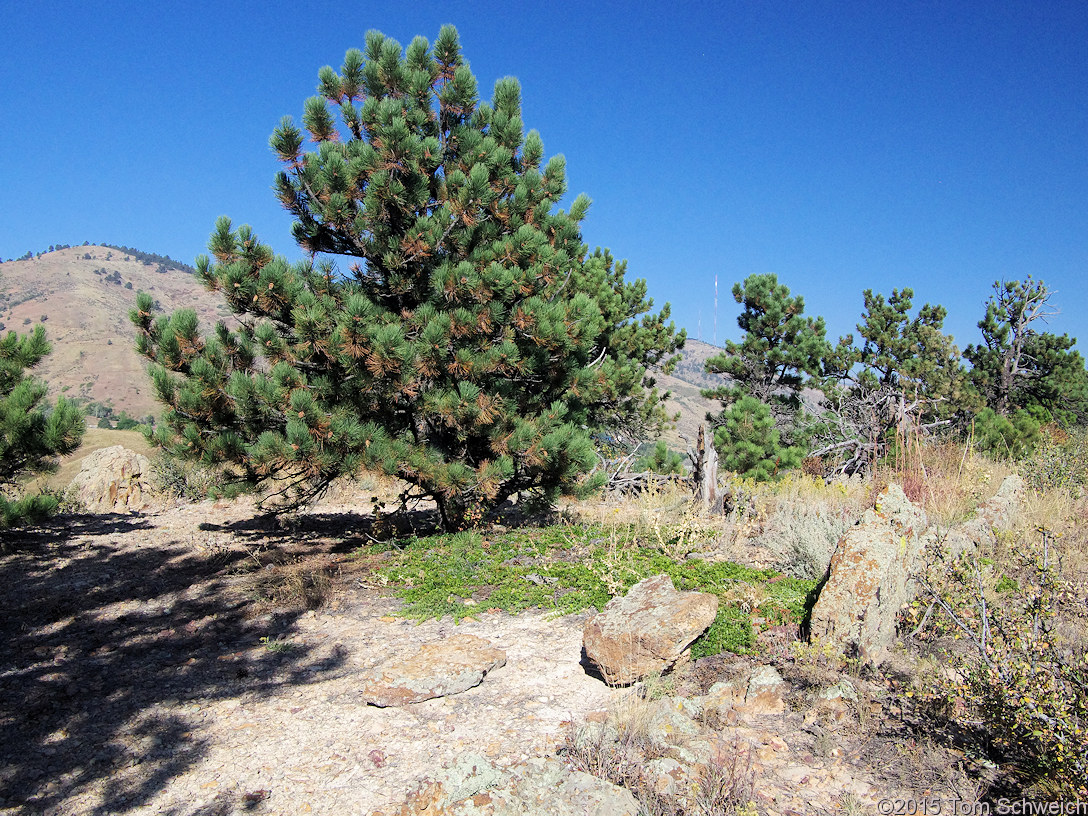 Ericaceae Arctostaphylos uva-ursi