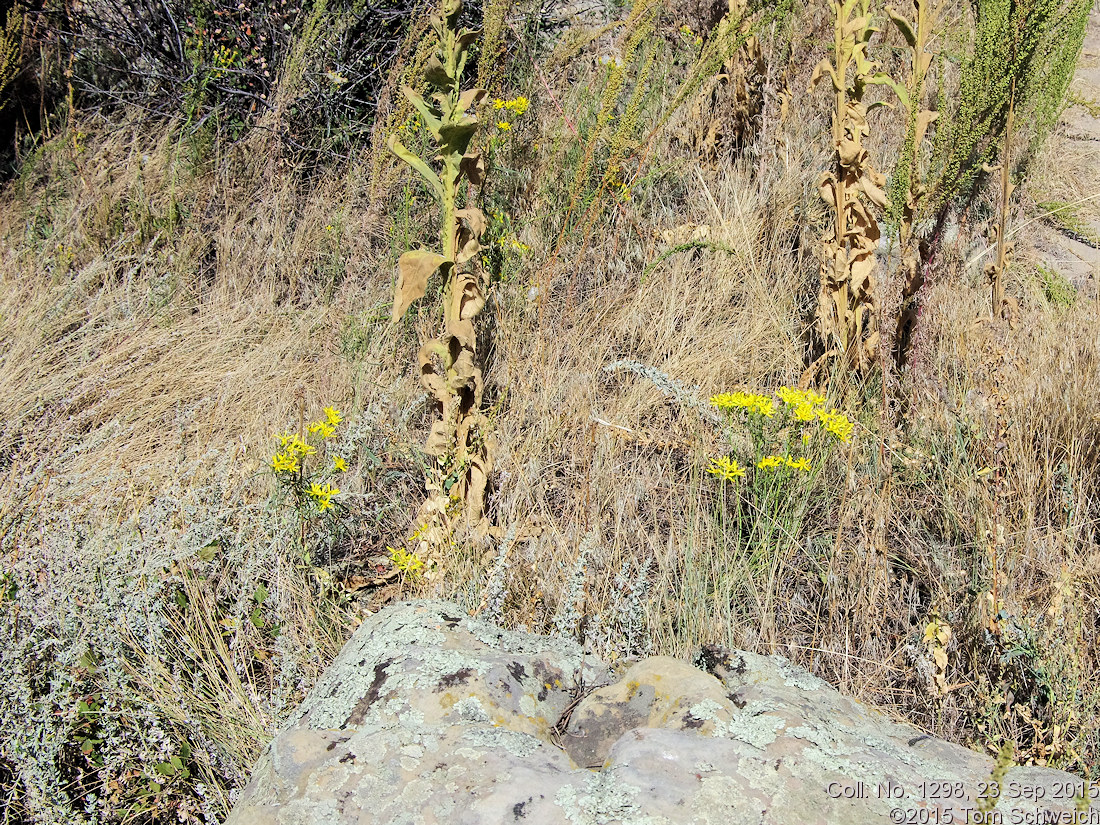 Asteraceae Senecio spartioides