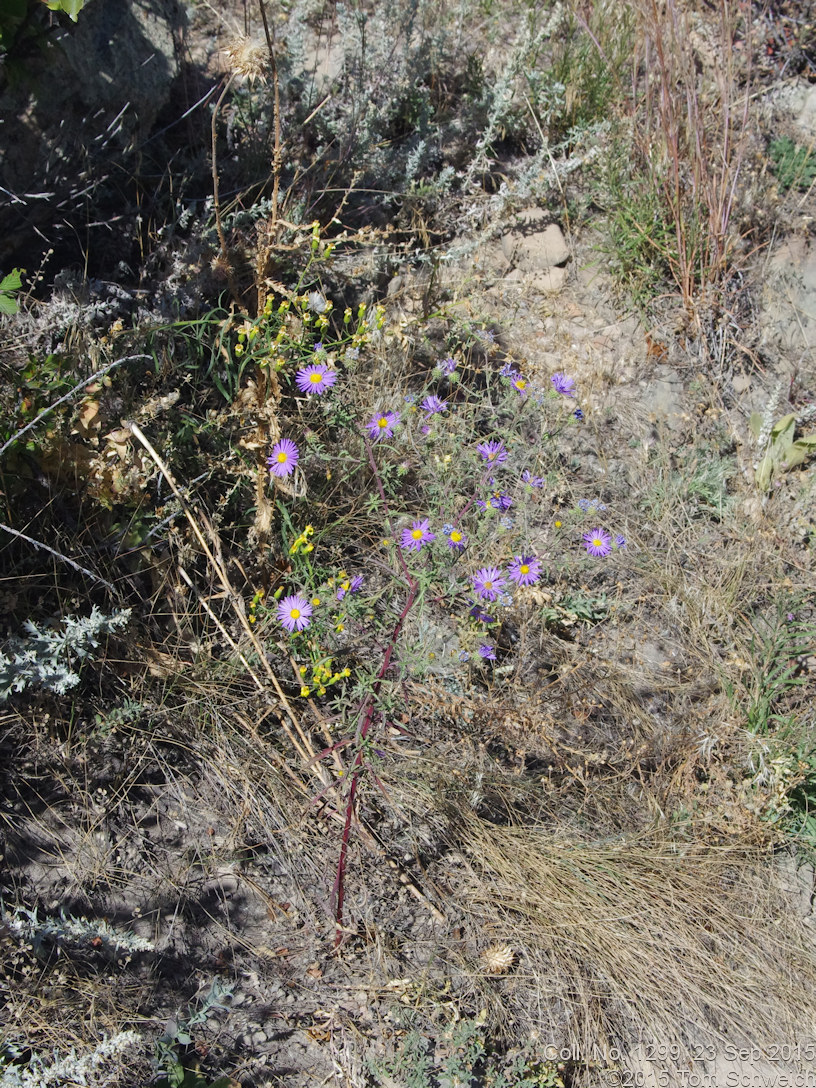 Astreraceae Dieteria bigelovii