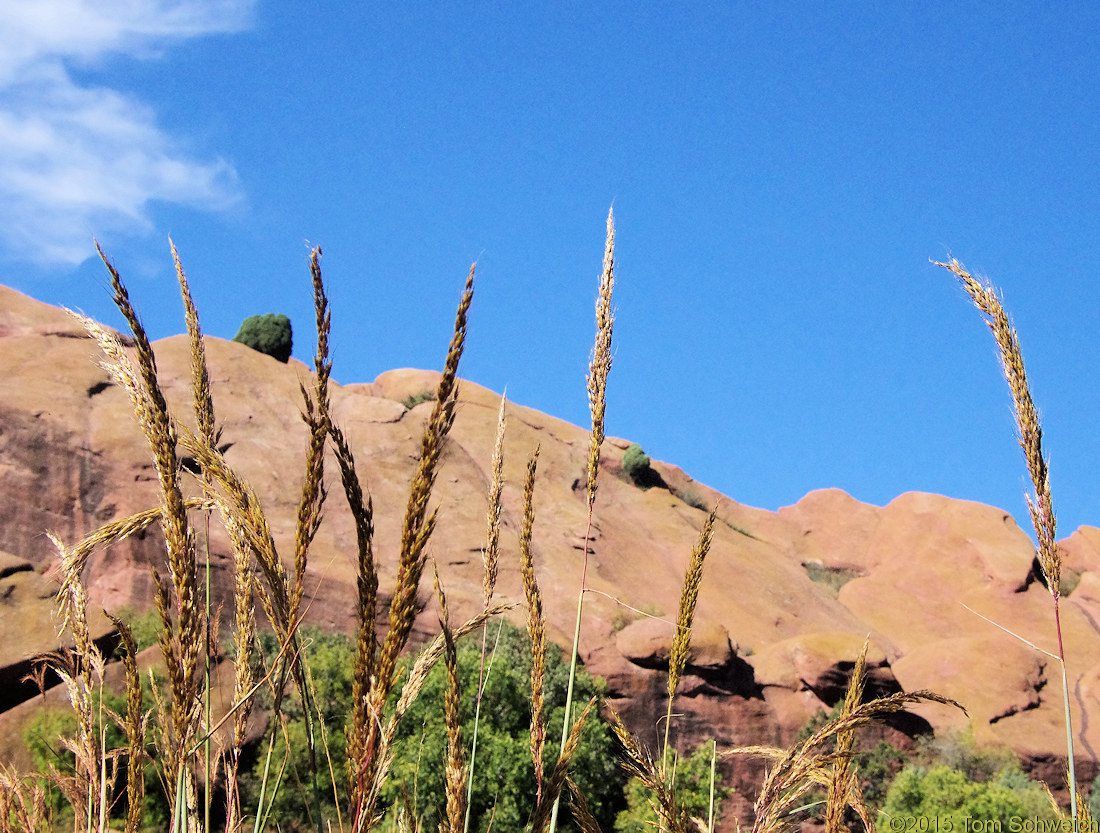 Poaceae Sorghastrum nutans