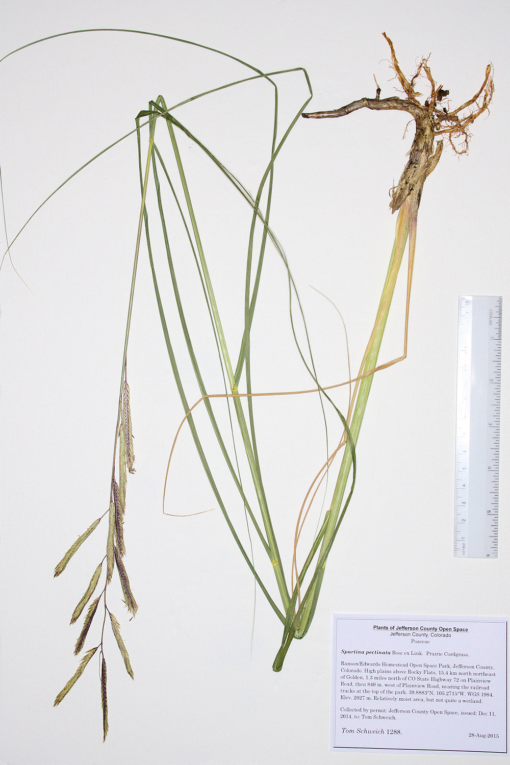 Poaceae Spartina pectinata