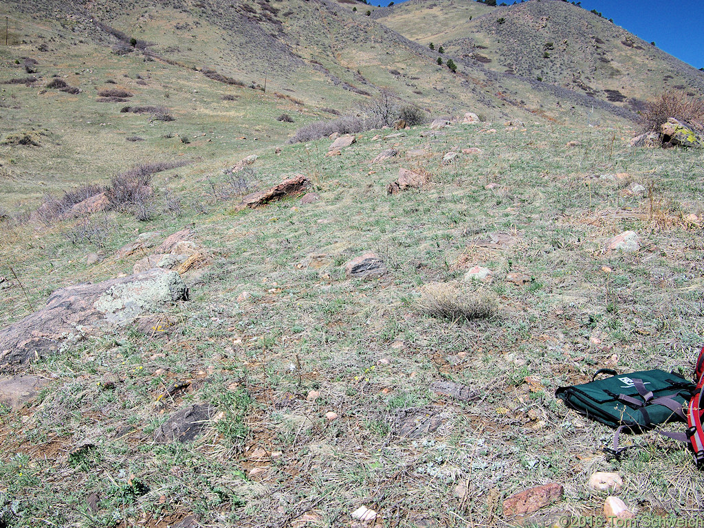 Habitat of <i>Leucocrinum montanum</i> and <i>Townsendia hookeri</i> in the Survey Field.