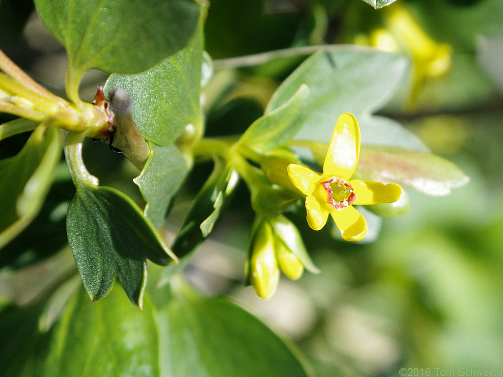 Grossulariaceae Ribes aureum