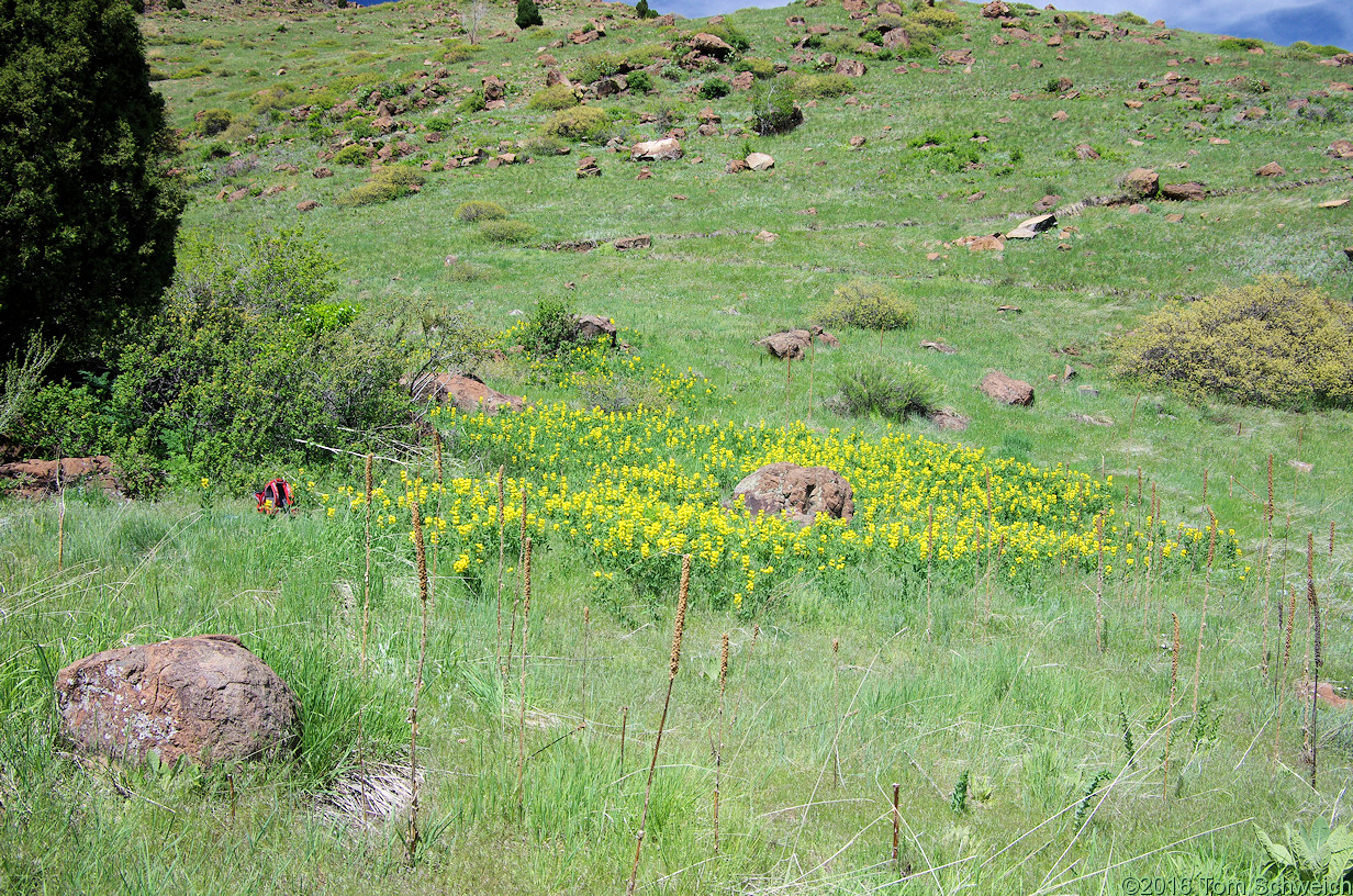 Fabaceae Thermopsis rhombifolia divaricarpa