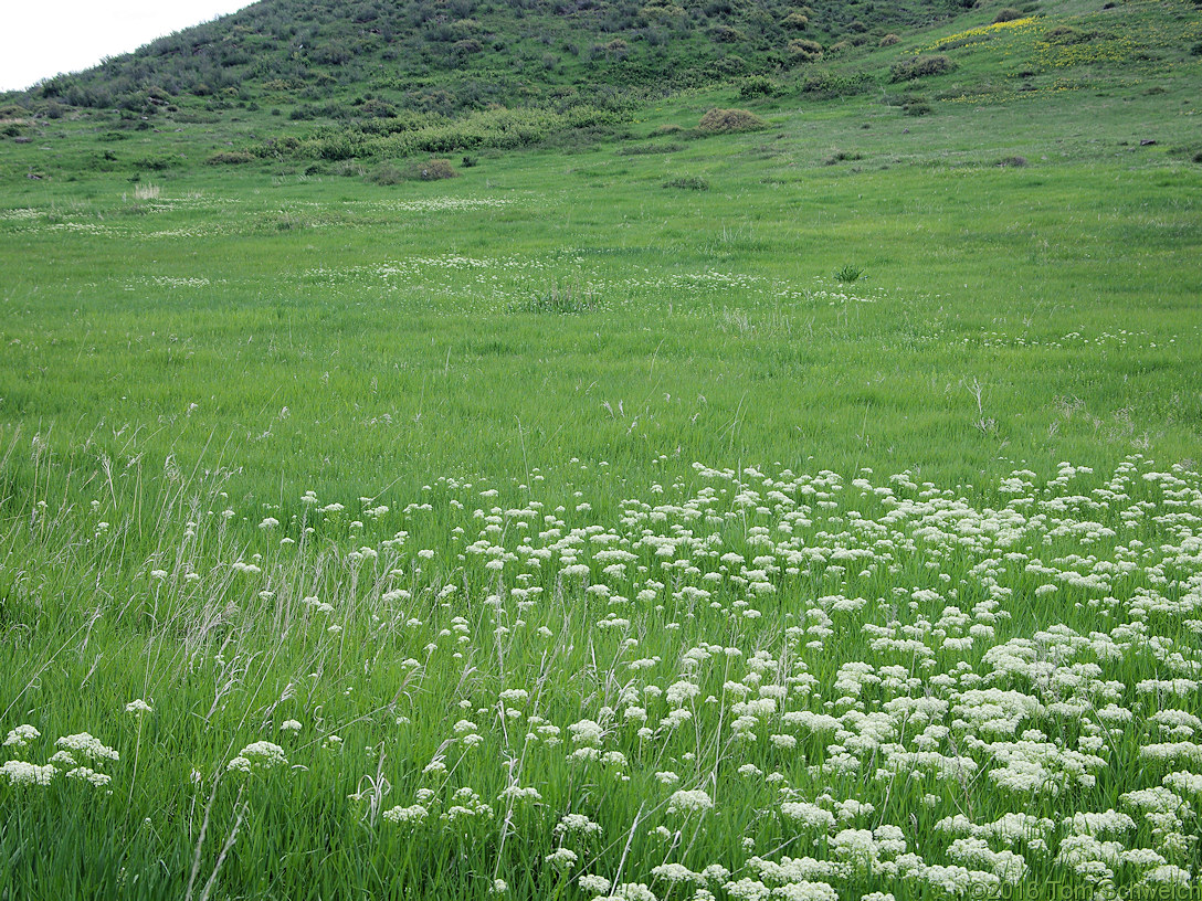 Brassicaceae Lepidium draba