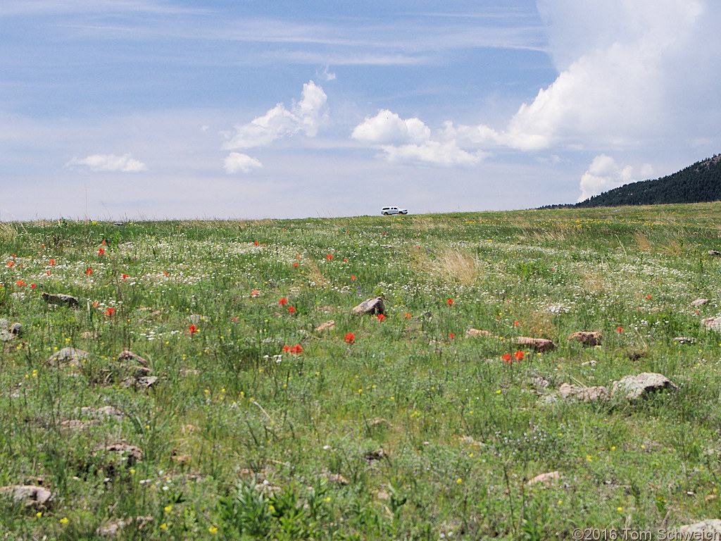 Orobanchaceae Castilleja integra