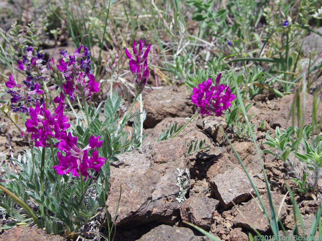 Fabaceae Oxytropis lambertii