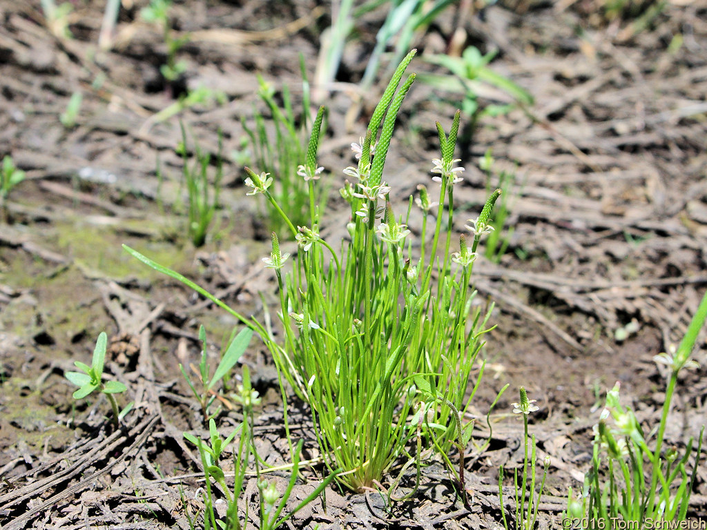 Ranunculaceae Myosurus minimus