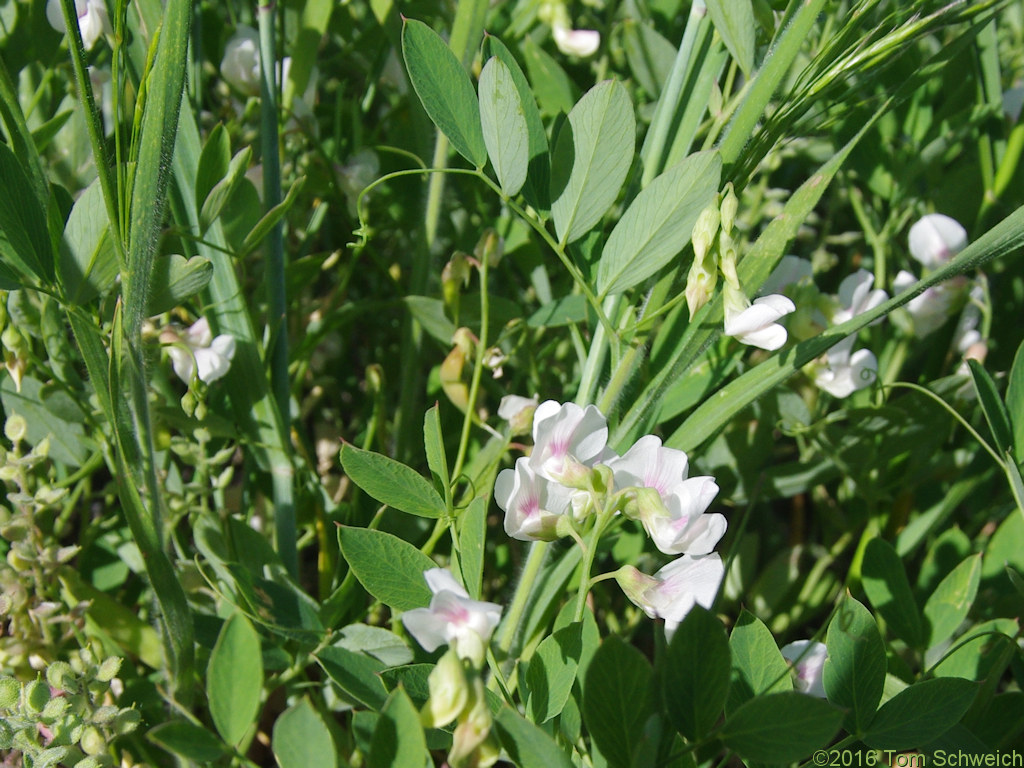 Fabaceae Vicia americana