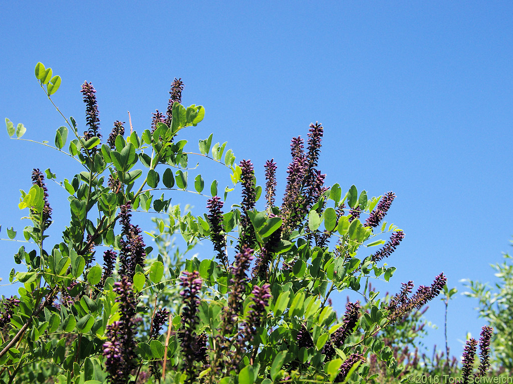 Fabaceae Amorpha fruticosa
