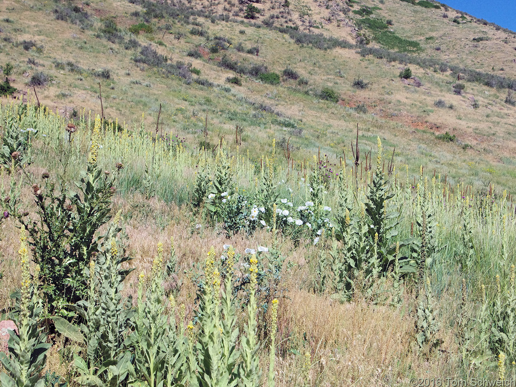 Papaveraceae Argemone polyanthemos