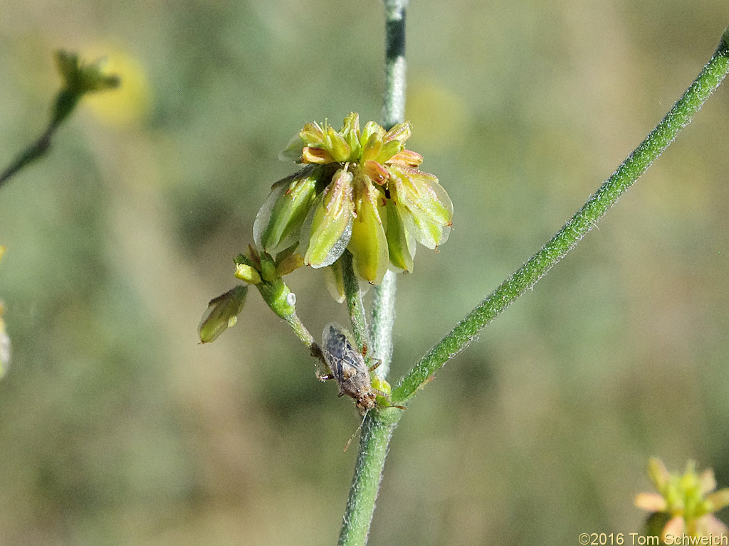 Polygonaceae Eriogonum alatum