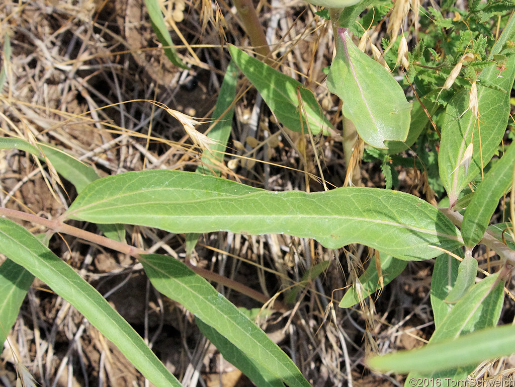 Asclepiadaceae Asclepias