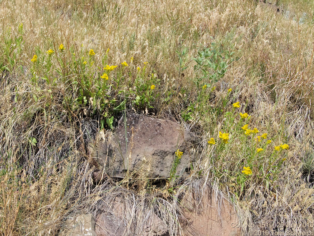 Asteraceae Solidago missouriensis