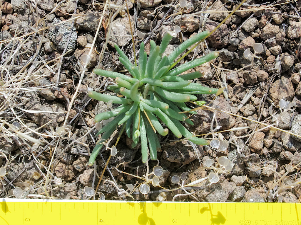 Montiaceae Phemeranthus parviflorus