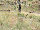Full Size Image