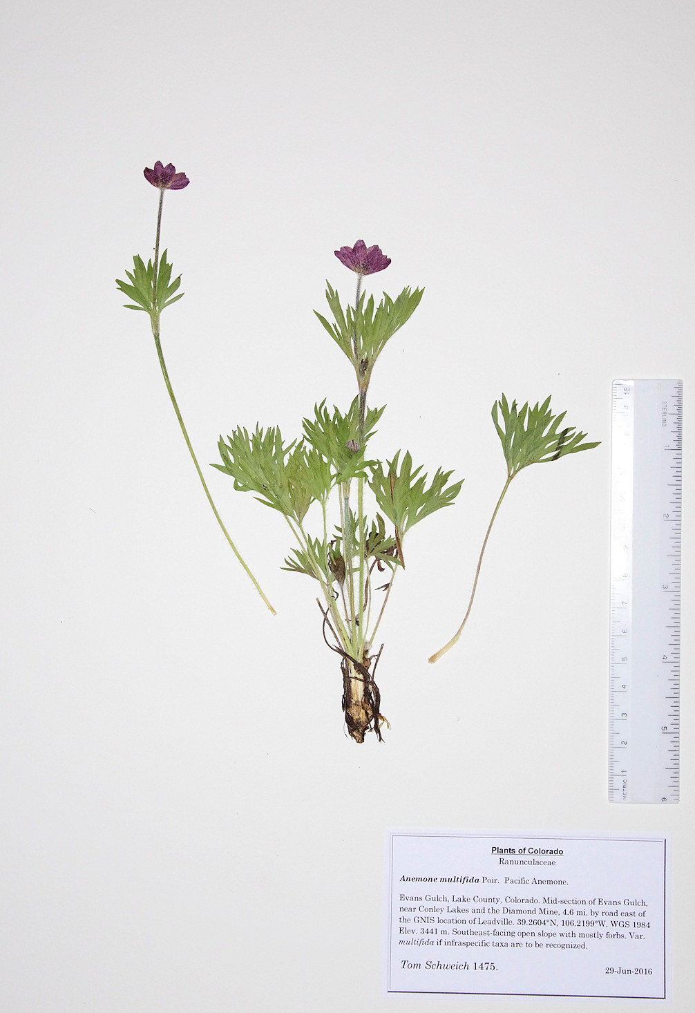 Ranunculaceae Anemone multifida multifida