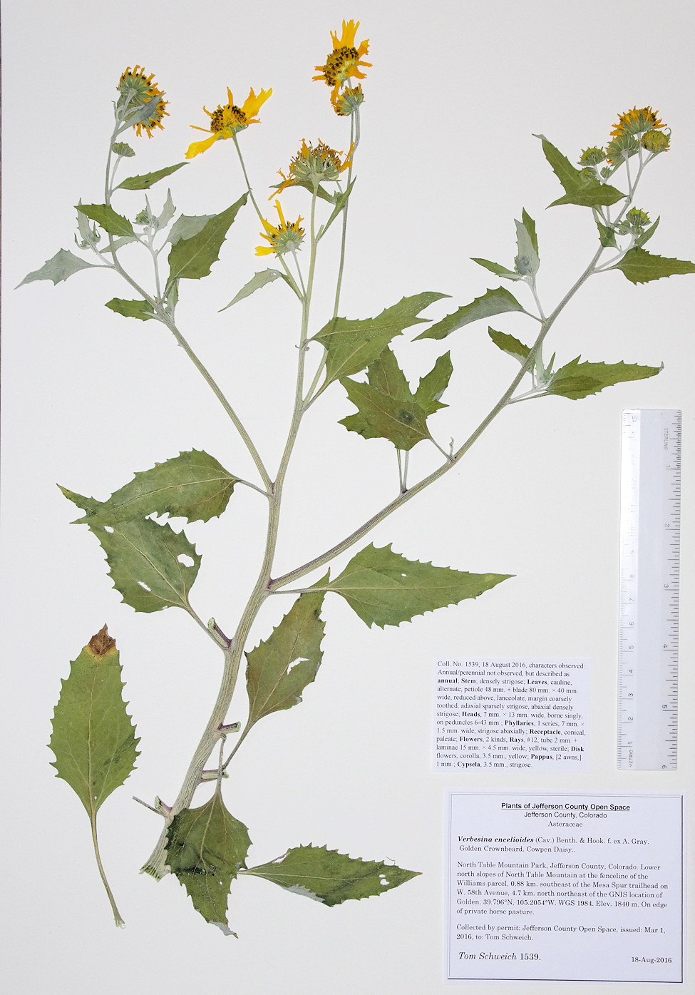 Asteraceae Verbesina encelioides