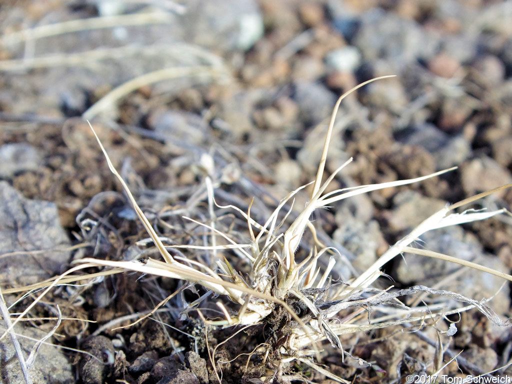 Poaceae