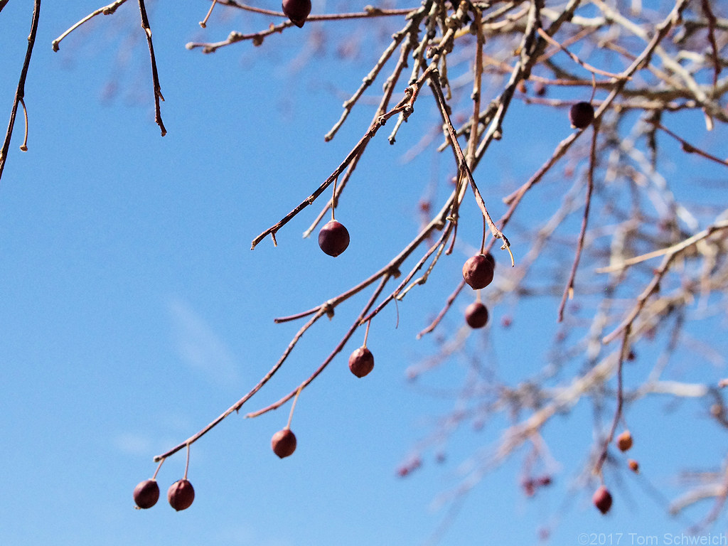 Rosaceae Prunus virginiana