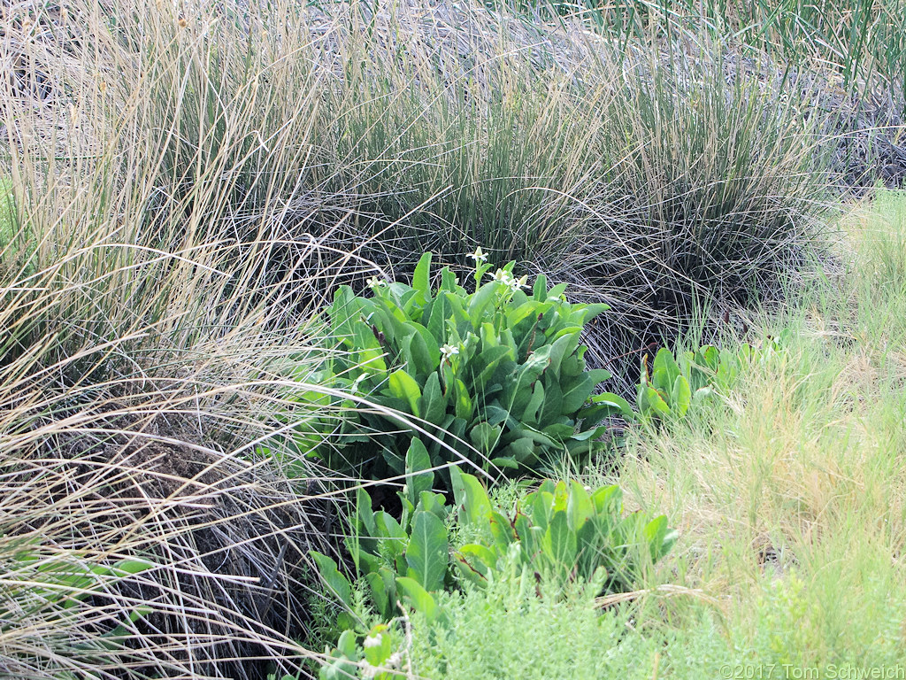 Saururaceae Anemopsis californica