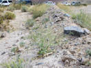 Full Size Image