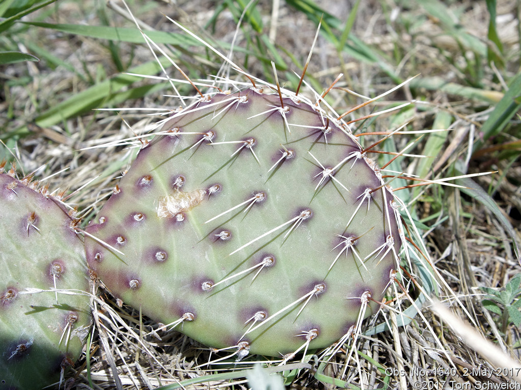 Cactaceae Opuntia macrorhiza