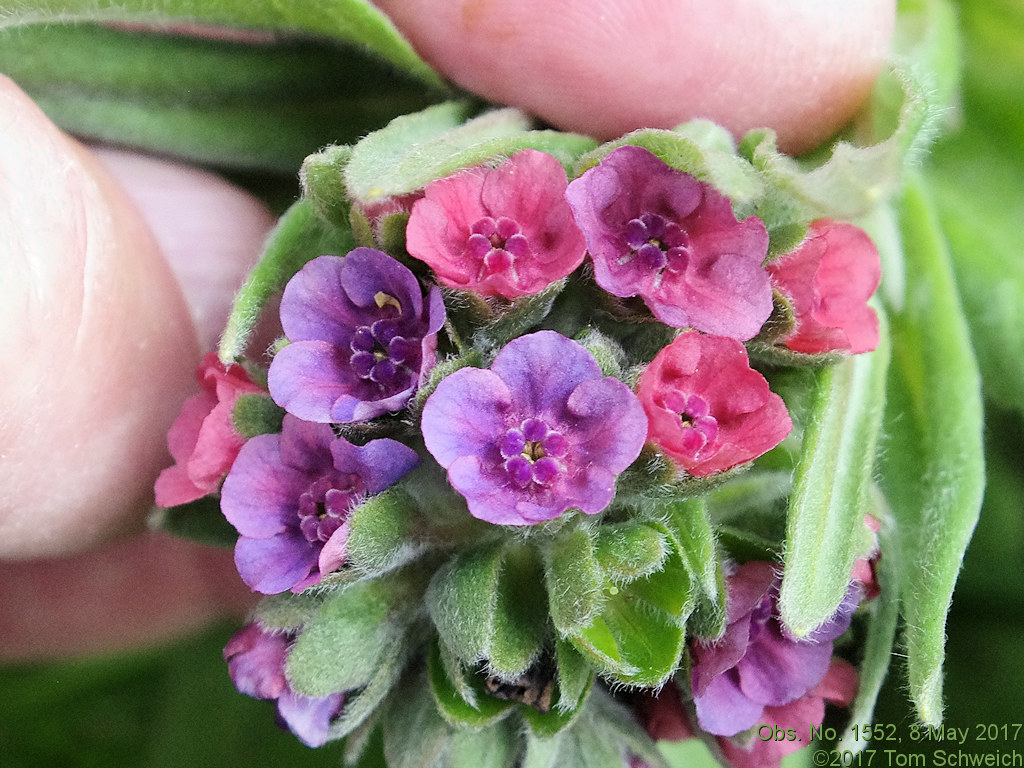 Boraginaceae Cynoglossum officinale