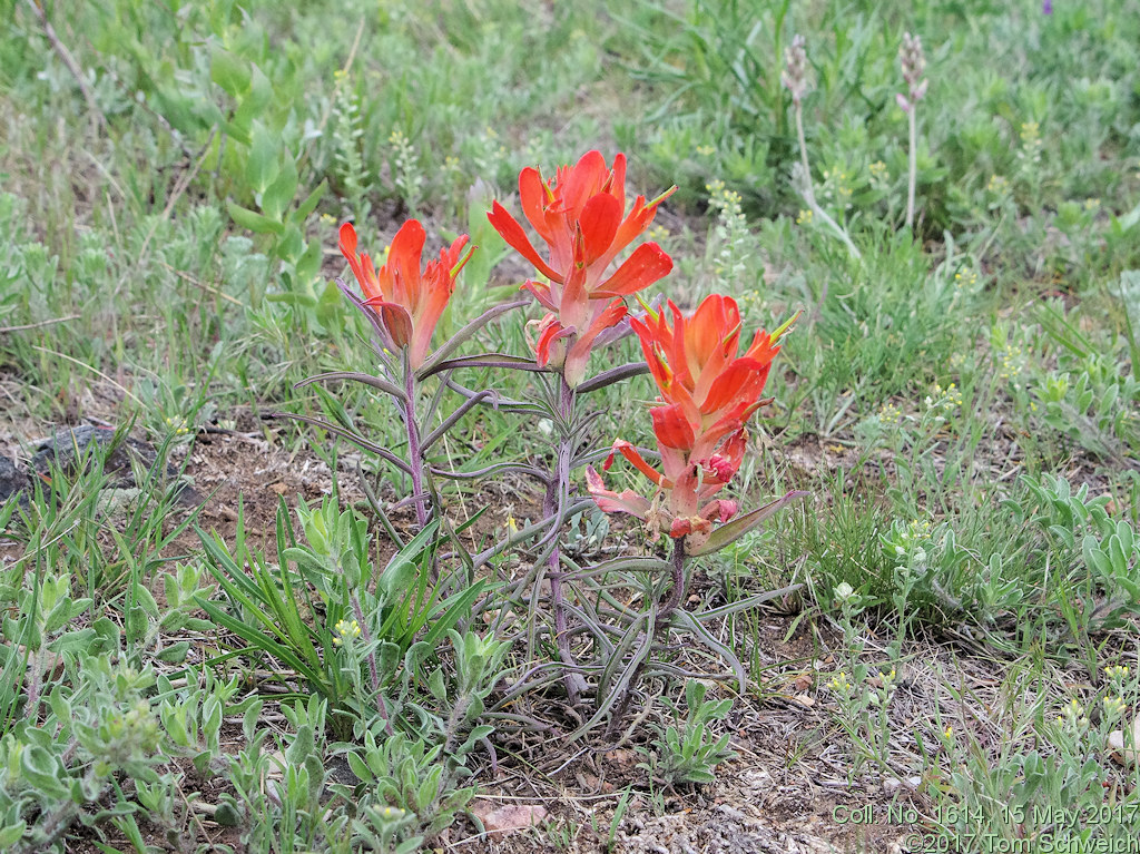 Orobanchaceae Castilleja integra