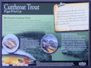 Full Size Image