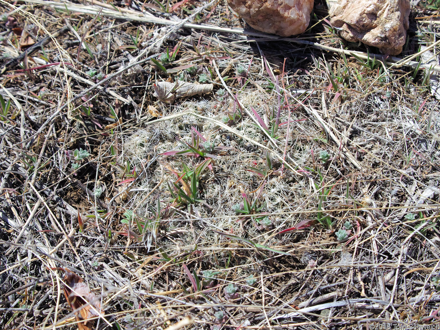 Cactaceae Escobaria missouriensis