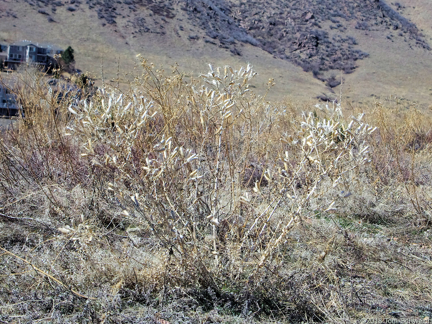 Loasaceae Mentzelia nuda