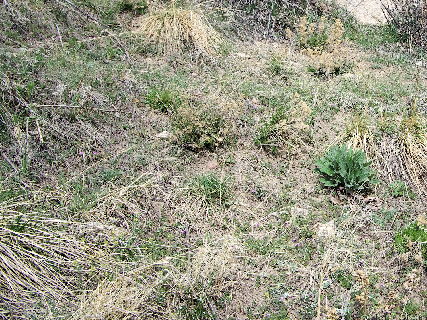 Boraginaceae Lithospermum arvense