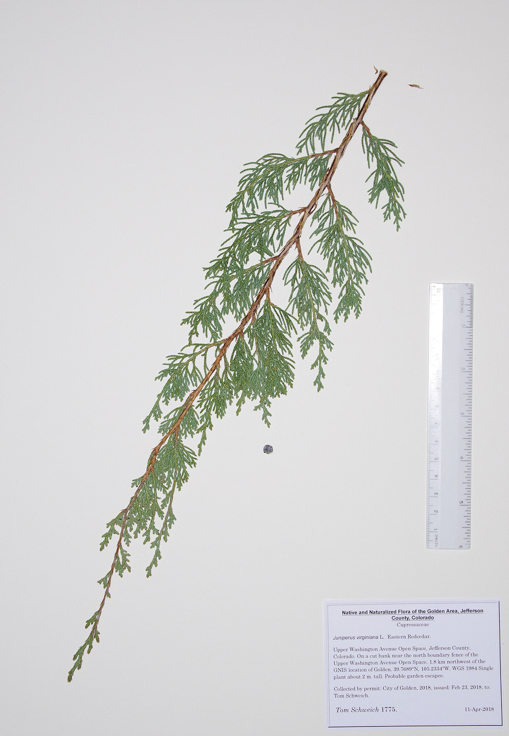 Cupressaceae Juniperus virginiana