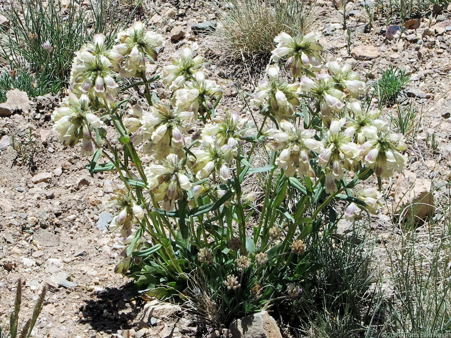 Plantaginaceae Penstemon whippleanus