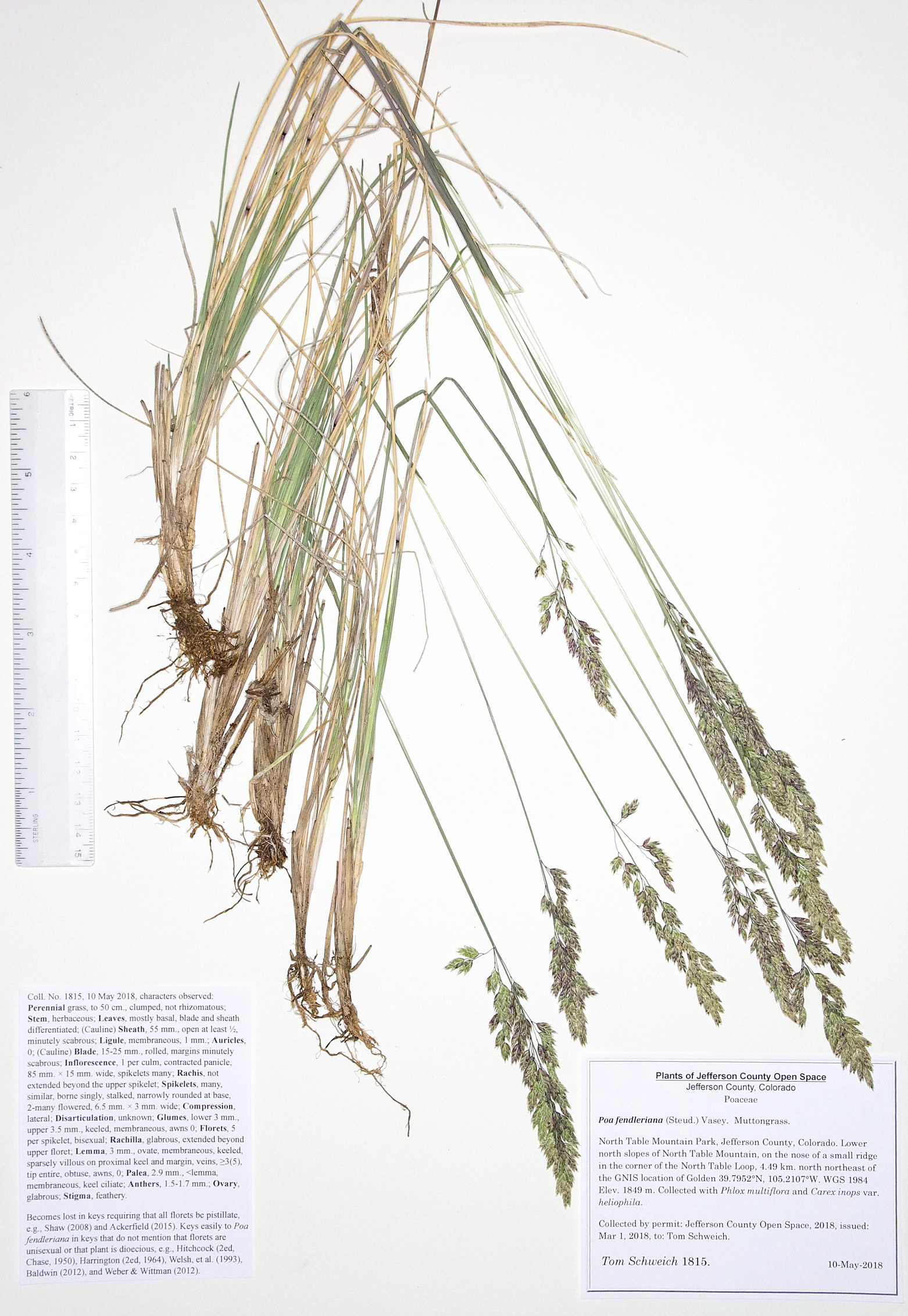 Poaceae Poa fendleriana
